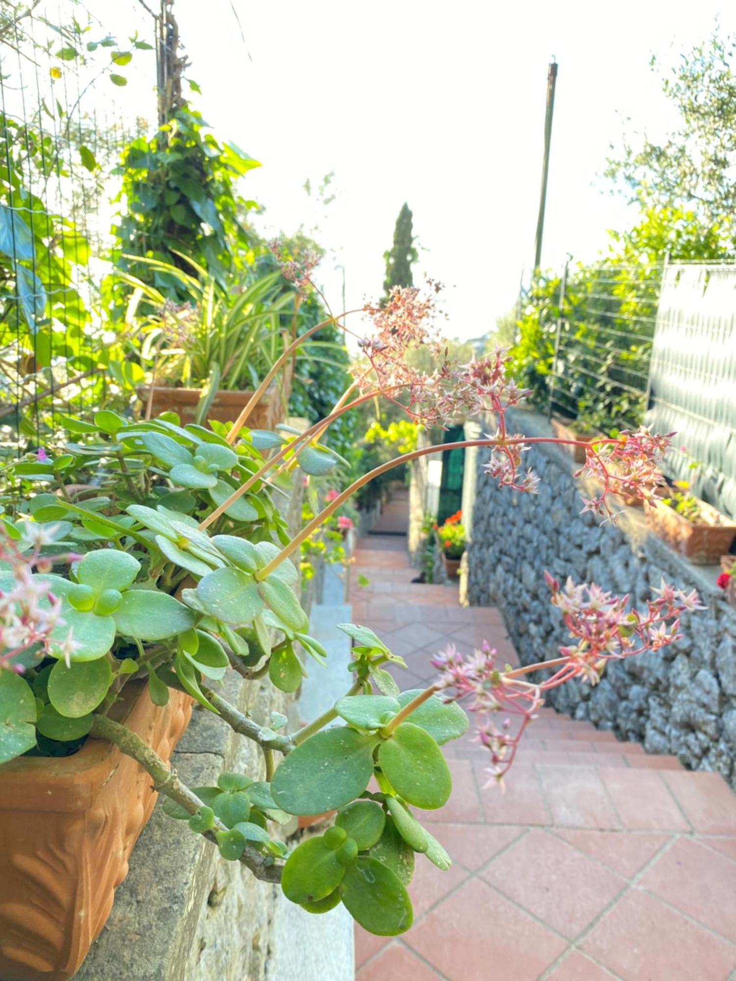 B&B La Ciammurrella Anacapri  Buitenkant foto
