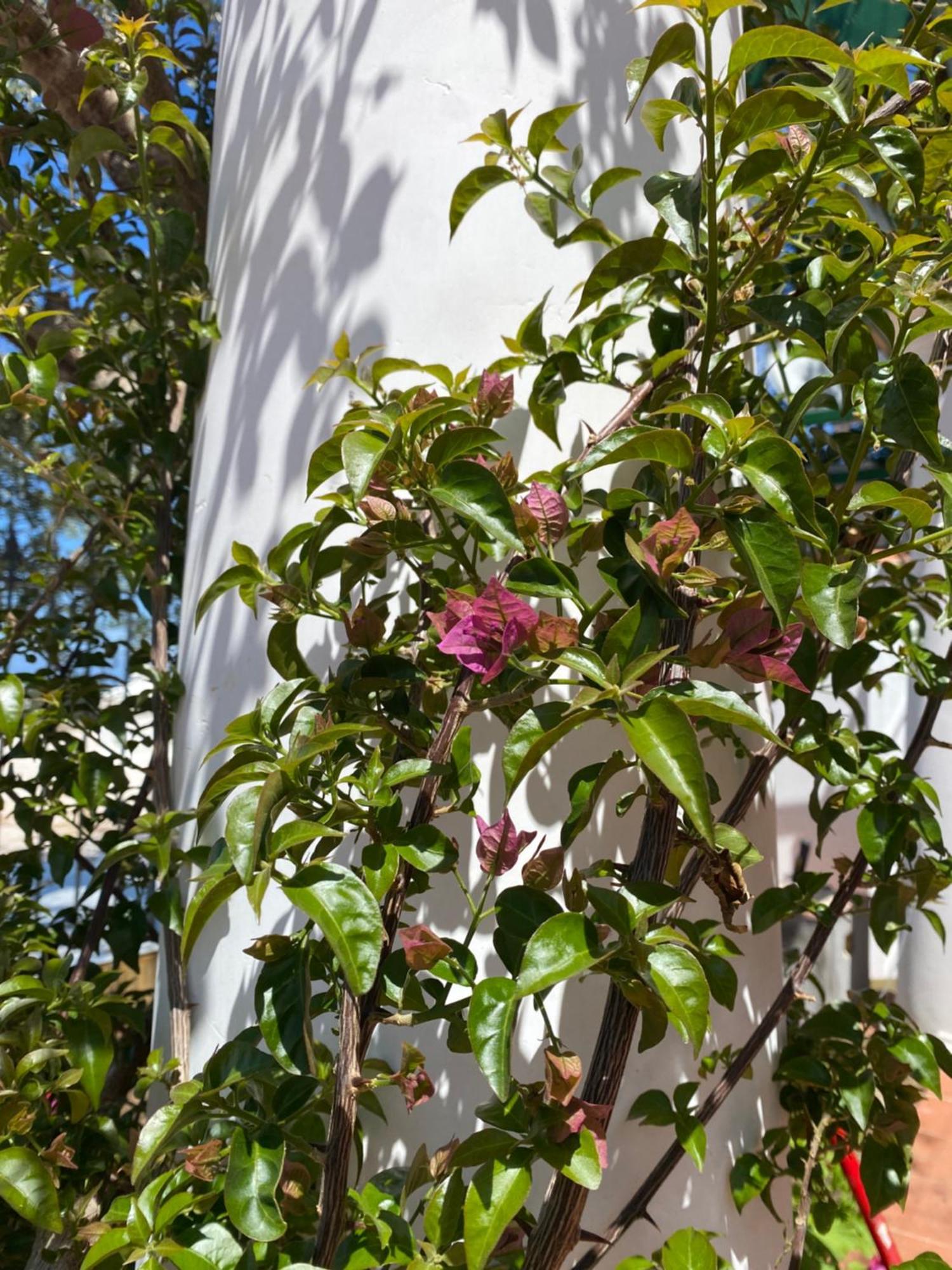 B&B La Ciammurrella Anacapri  Buitenkant foto